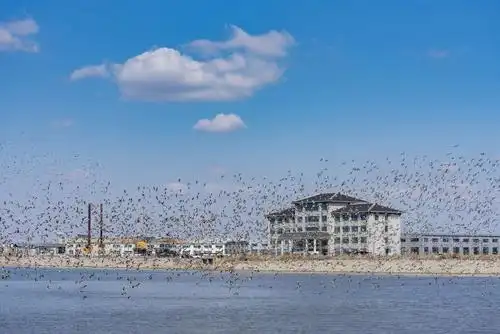 辽宁东港 又是一年观鸟时