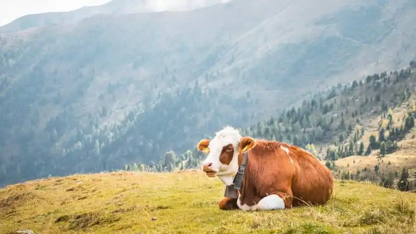 草原上可爱的牛图片第5张