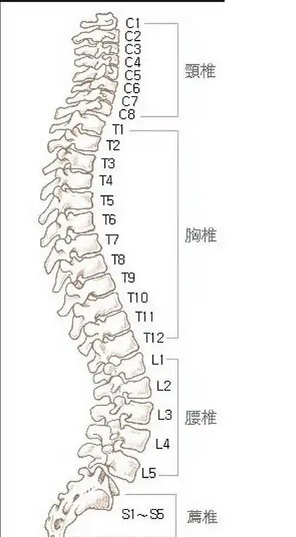 颈椎病困扰了千万人: 教你滚一滚,滚走颈椎病,滚出好脊椎!