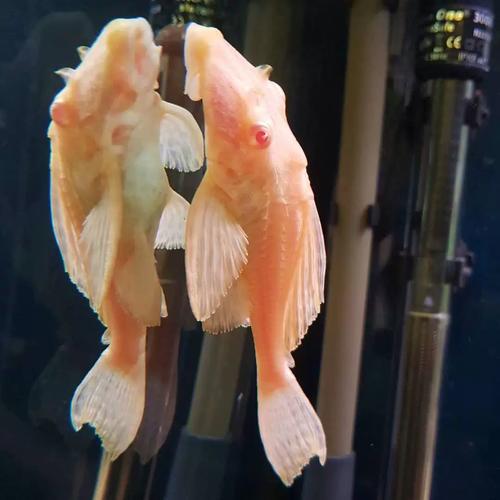 清道夫鱼红眼女王大帆鱼缸清洁工除藻工具女皇异型淡水热带观赏鱼