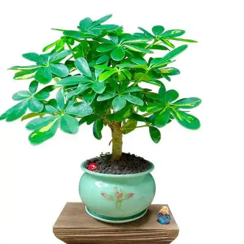 七叶莲和鸭掌木的区别