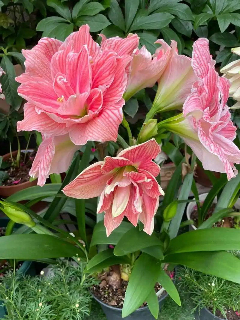 荷兰朱顶红甜蜜妮芙 这个粉色真的是很好看,网纹又清晰.