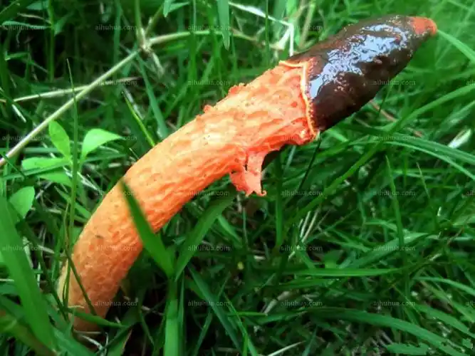 红鬼笔图片_夏季的红鬼笔图片大全 - 花卉网