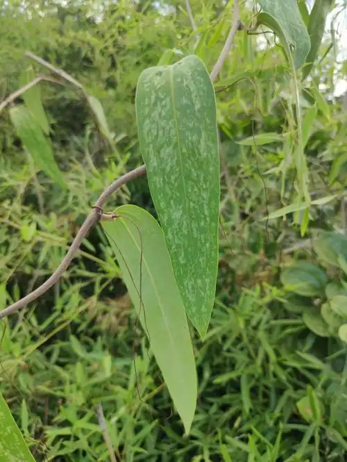 请问这是土茯苓吗感觉有好几种