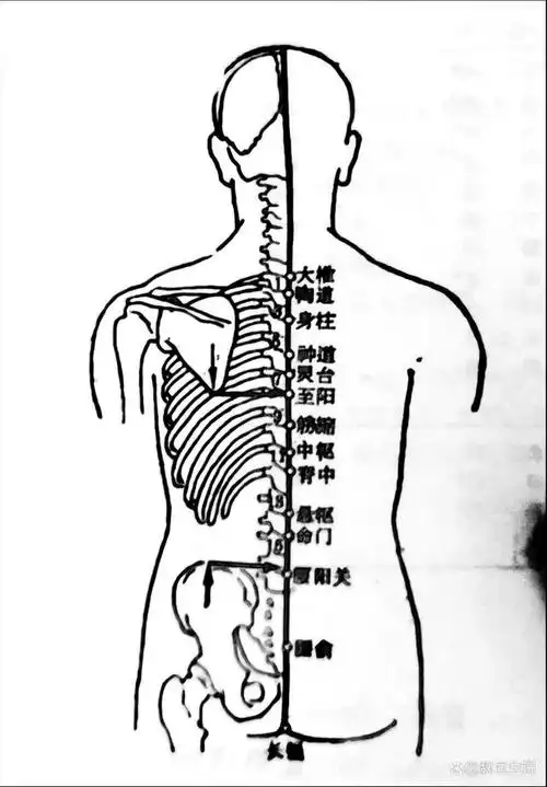 督脉经穴的详细解析