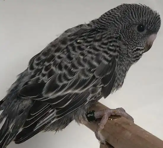 虎皮鹦鹉基因原理 – 炭黑种(anthracite)-宠物乐园