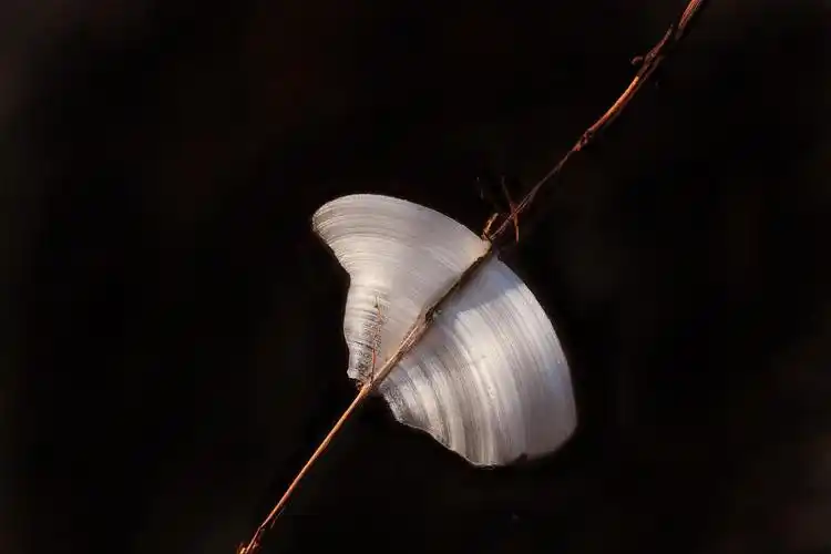 其它 冰蝶 写美篇       近九十岁高龄的老教授