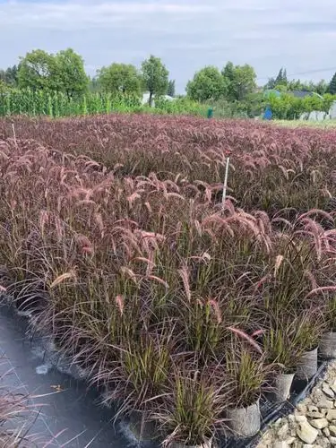 紫叶狼尾草