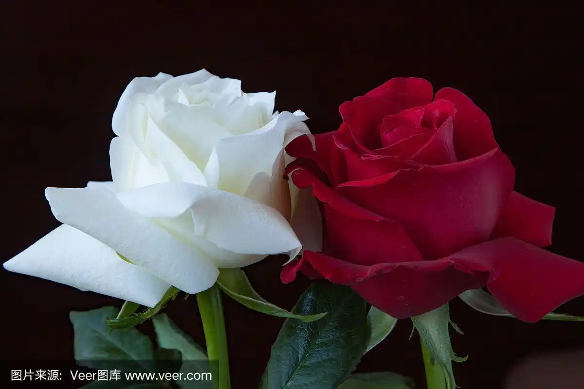 一对红白相间的玫瑰,在黑色的背景上.