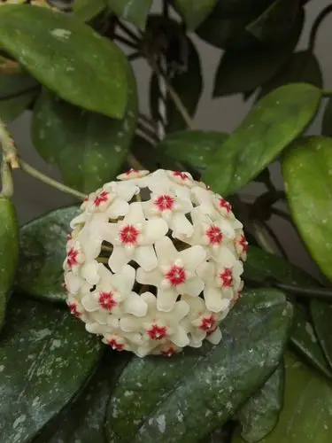 我家的《球兰花》