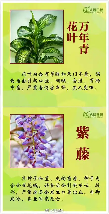 女孩嘴含夹竹桃拍照后中毒送医这些花有毒一定要认清