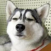 微信搞笑二哈头像图片大全【点击鼠标右键下载】