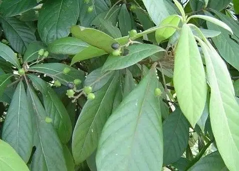 请问楠木通过叶子怎么识别?