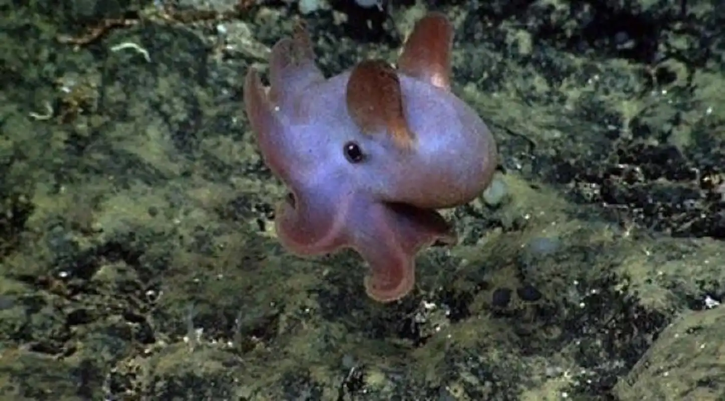 海洋生物-小飞象章鱼(大象耳朵) 成年体长20cm ,生活在400米以下深海