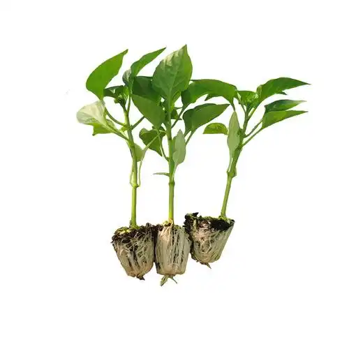 辣椒苗小米辣椒苗秧苗五彩椒朝天椒盆栽辣椒种孑茄子番茄苗蔬菜苗