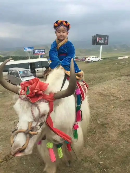 可爱的小朋友们骑在牛背上观赏草原美景.