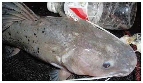 连钓三条"芝麻剑"鱼,看着像鲶鱼营养超甲鱼,这钓鱼运气真好!