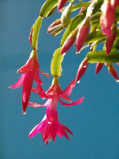 我的蟹爪兰花(一)