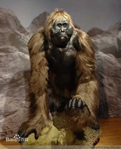 【转载】群猴亮相金猴年--猴子的种类(珍藏版)