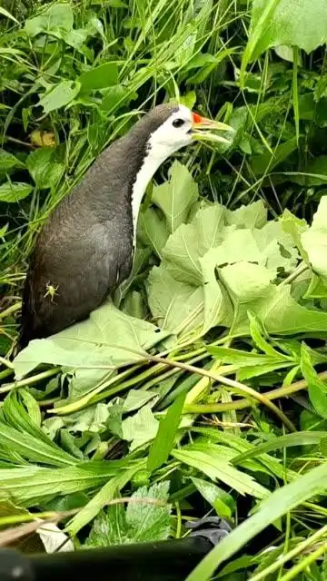 白面水鸡只有在农村才有,小巧可爱,是国家二级保护动物!