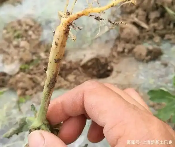 西红柿连年死棵,烂苗,原来是根腐病在作祟!