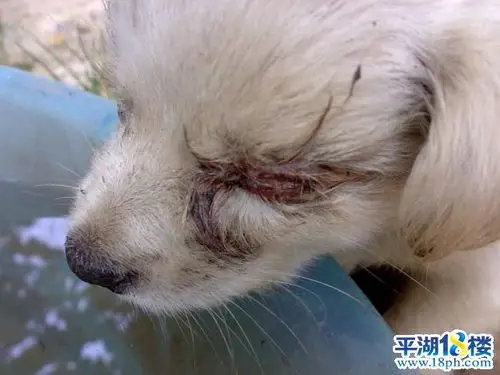 又见虐狗 狗主人把才几个月大的小狗眼睛戳瞎 太残忍了