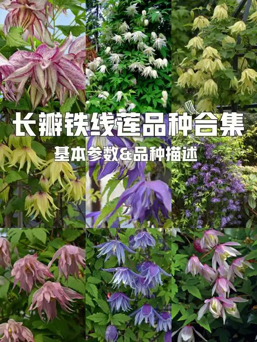 长瓣铁线莲品种合集10