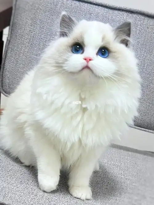 蓝双布偶猫眼色素6甜美baby