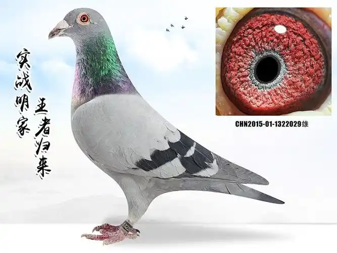 首 页  铭 鸽  新鸽上架  推荐铭鸽  定价鸽  信鸽拍卖 黄金配对