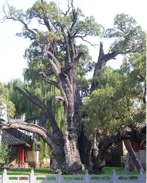 中国十大千年古树