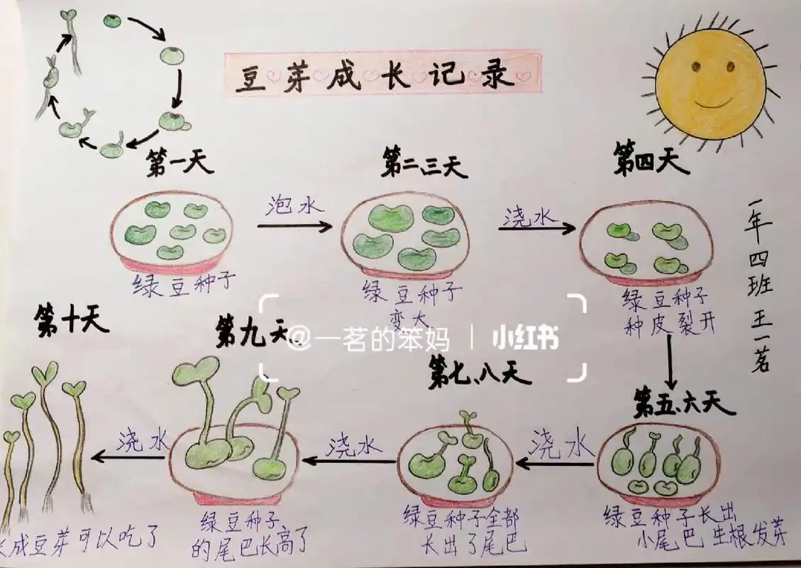 在家泡小绿豆,观察豆芽的生长,经历了一周多的观察,终于大功告成了
