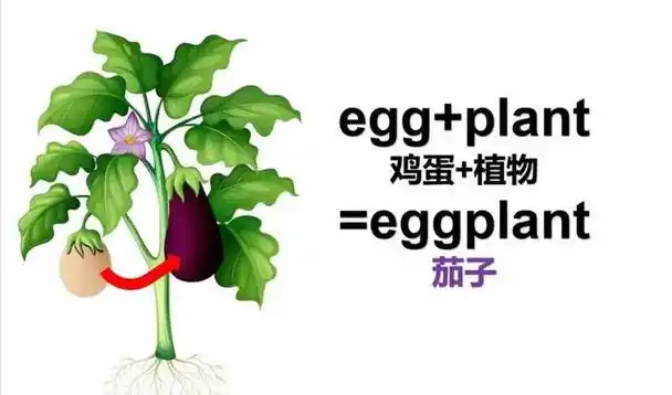 egg plant=eggplant