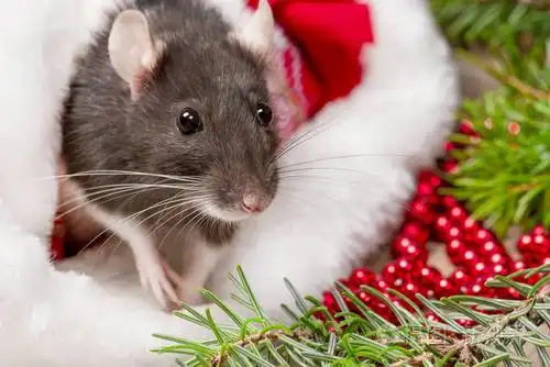 可爱的老鼠坐在圣诞帽里,旁边是礼物,新年装饰品和礼物.新年概念.