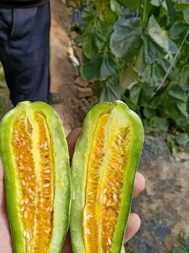 山东寿光万亩羊角蜜甜瓜种植面积大口感好大量上市中欢.