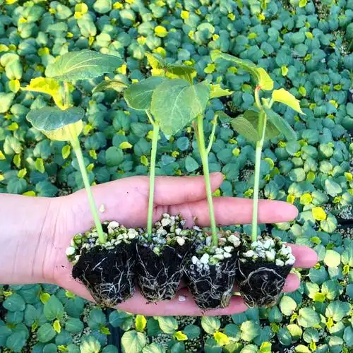 黄秋葵种植秧苗孑籽种子菜种植物绿植四季蔬菜家庭园艺种子