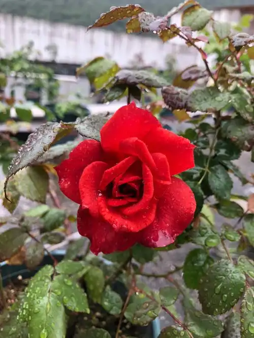 火热巧克力月季