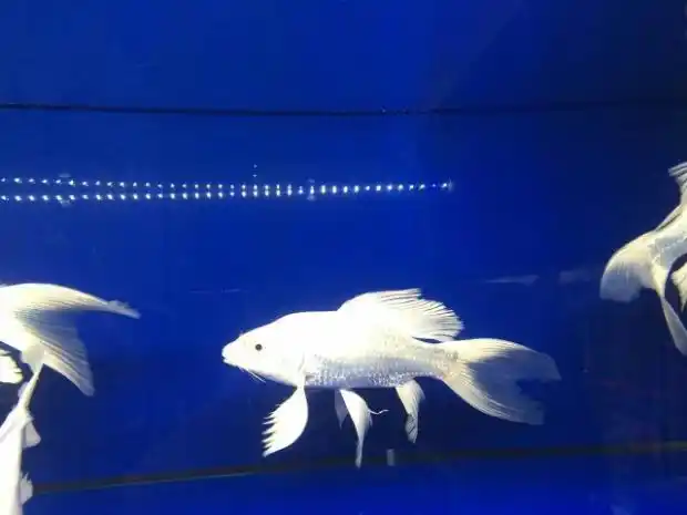 纯种日本锦鲤活体 厚白白金龙凤 风水鱼 金鱼活体 锦鲤 巨型 宠