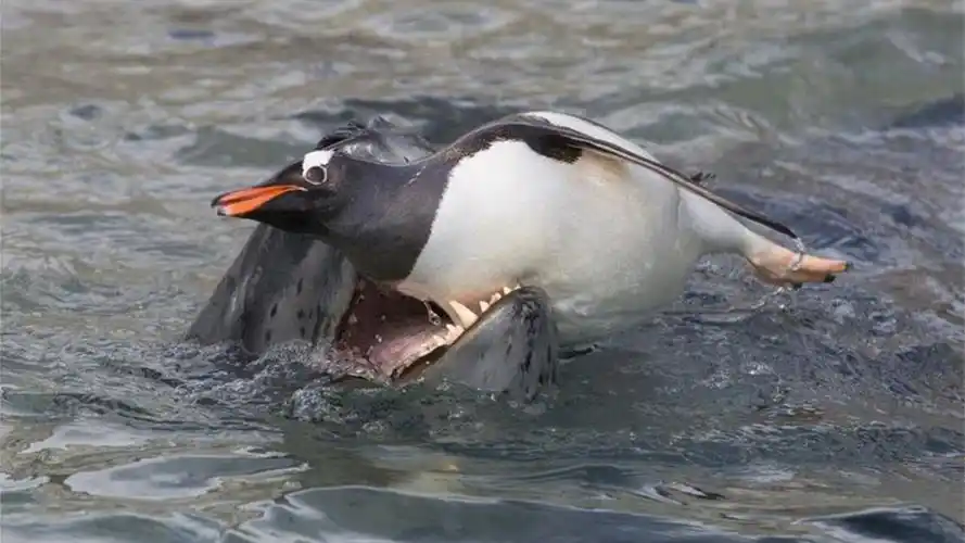 海豹捕食企鹅直接开膛破肚手段太残忍了