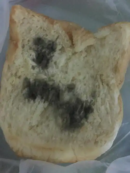 实验:发霉的面包
