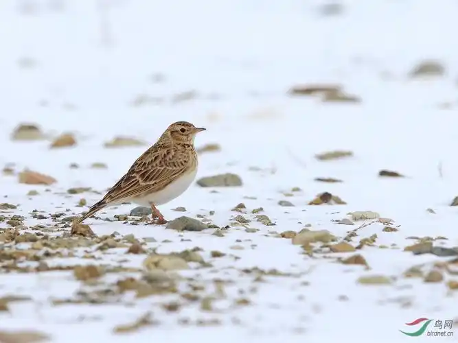 雪中的云雀