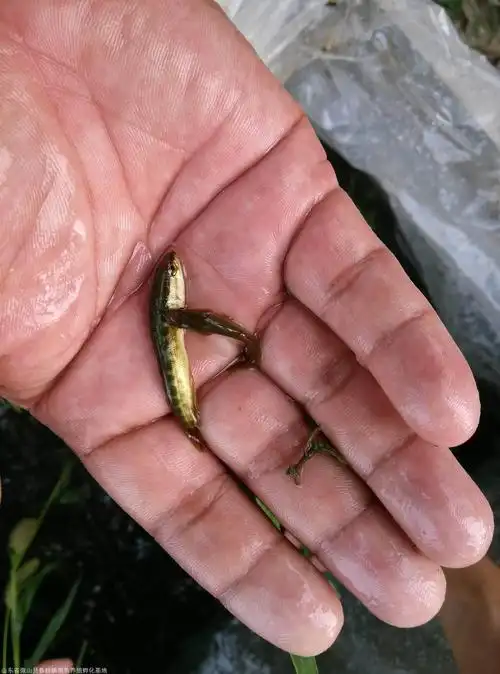 黑鱼苗 成品黑鱼