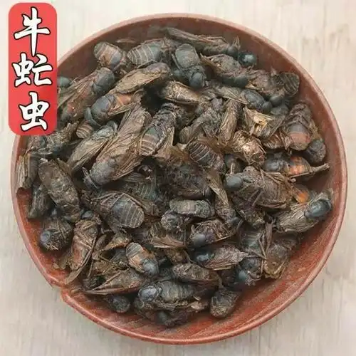 中药材牛虻虫散装大个牛苍蝇牛氓虫牛蚊子牤虫忙虫量大从优