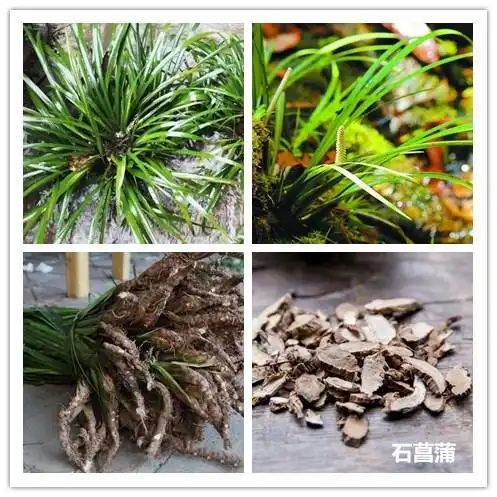 防疫中药——菖蒲