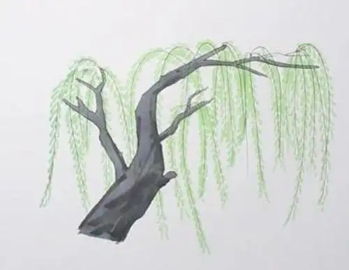 春天柳树简笔画怎么画柳树简笔画图片彩色画法