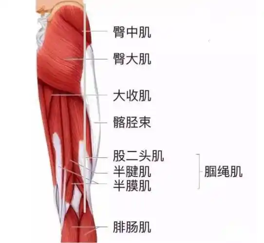 【皇马教你认肌肉】皇马官方:拉莫斯受伤,诊断结果为左腿半膜肌腱炎
