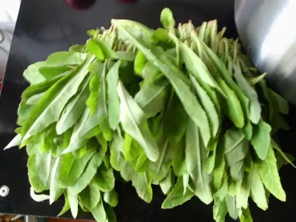 七七菜吃了有什么好处?