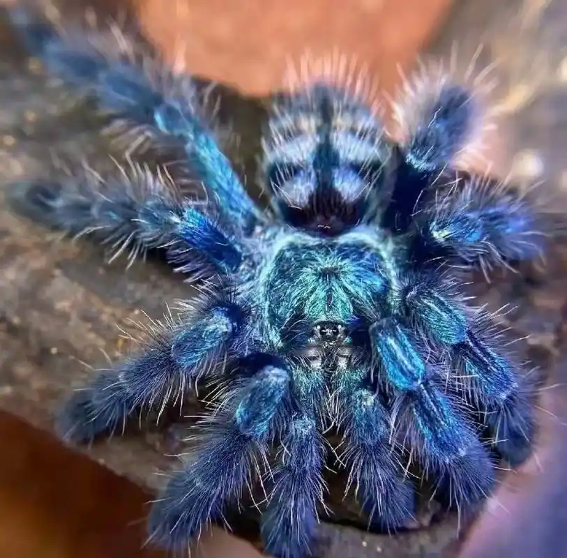 油彩粉红趾.产地:法国马提尼克岛! 栖息地环境:热带雨林环境 - 抖音