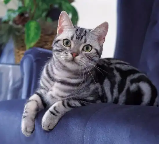 短尾猫多少钱一只(美国短毛猫) - 价格百科