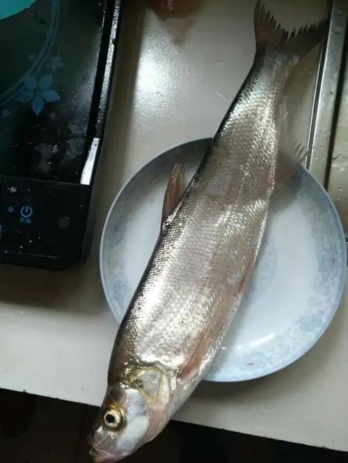 这条大翘嘴鱼盘子装不下