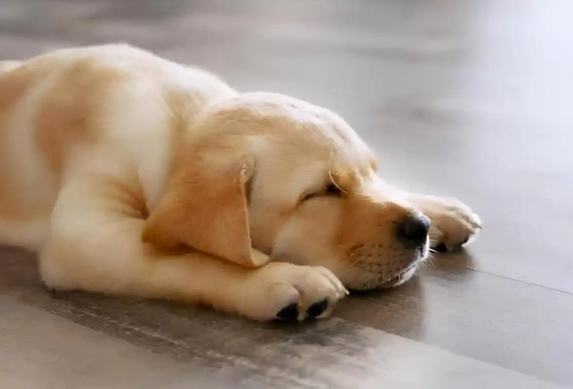 关于狗狗睡觉姿势说说(搂着狗狗睡觉的说说) _晶羽文学网